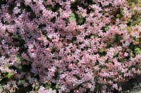 /album/wildflowers/asperula-arcadiensis-1-jpg/